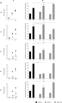 Murid gammaherpesvirus 4 establishes latency and reactivates in a strain-dependent manner